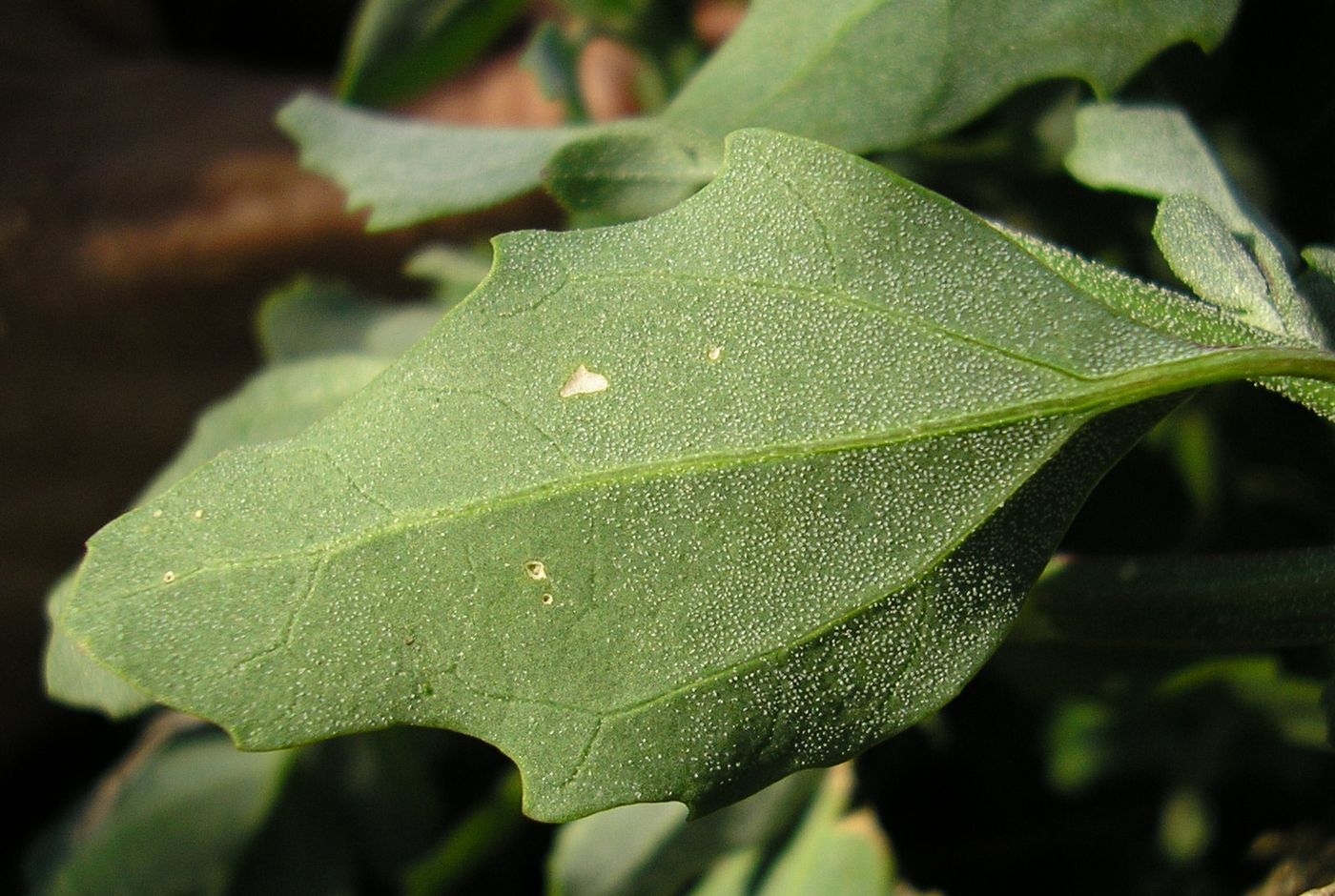 Image of Chenopodium album specimen.