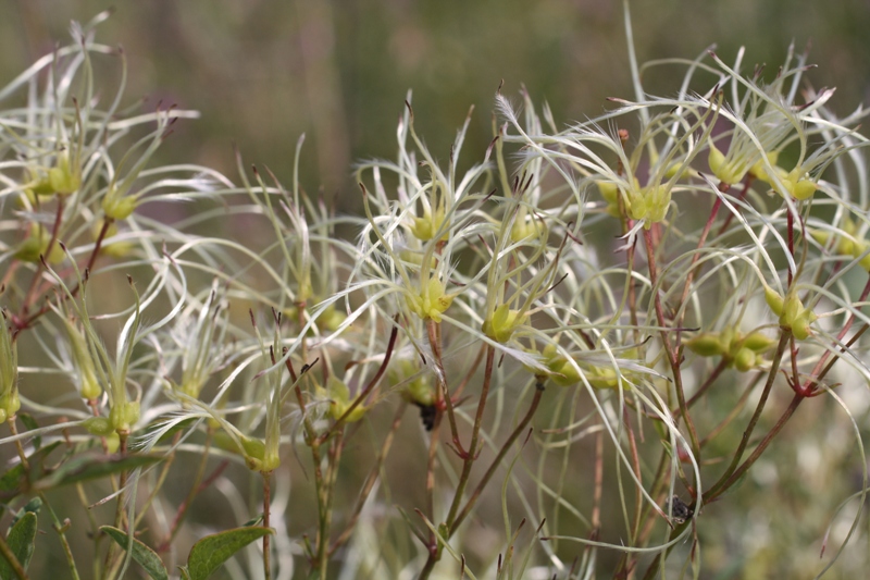 Изображение особи Clematis lathyrifolia.