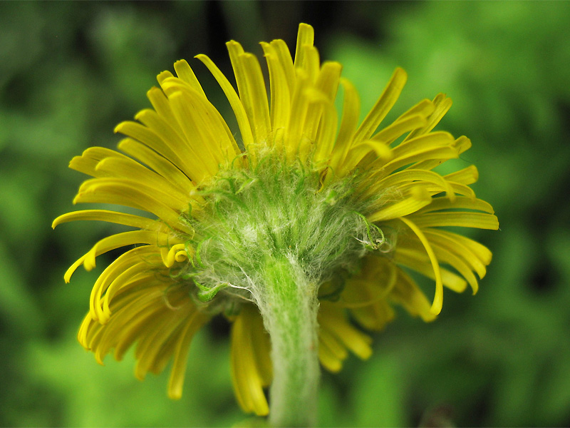 Image of Pulicaria dysenterica specimen.