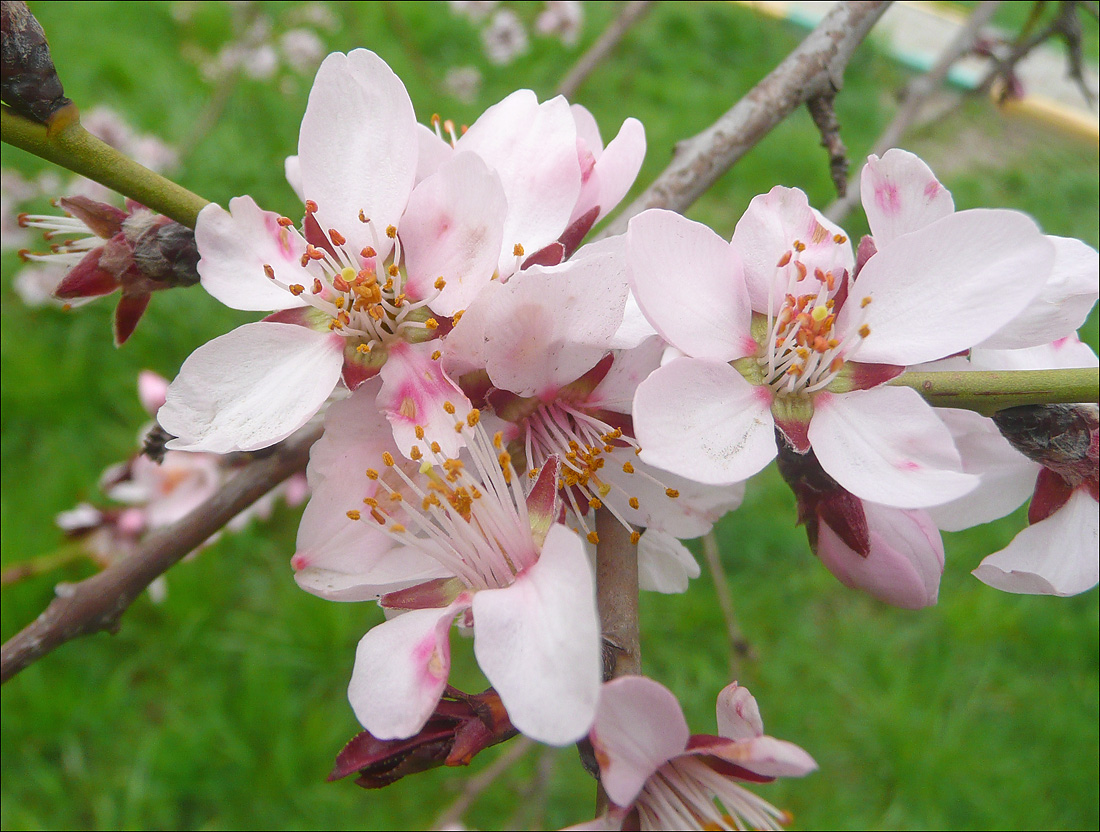 Изображение особи Amygdalus communis.