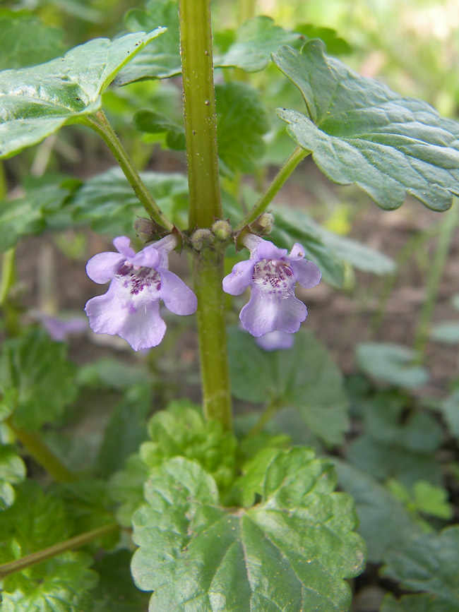 Image of Glechoma hederacea specimen.