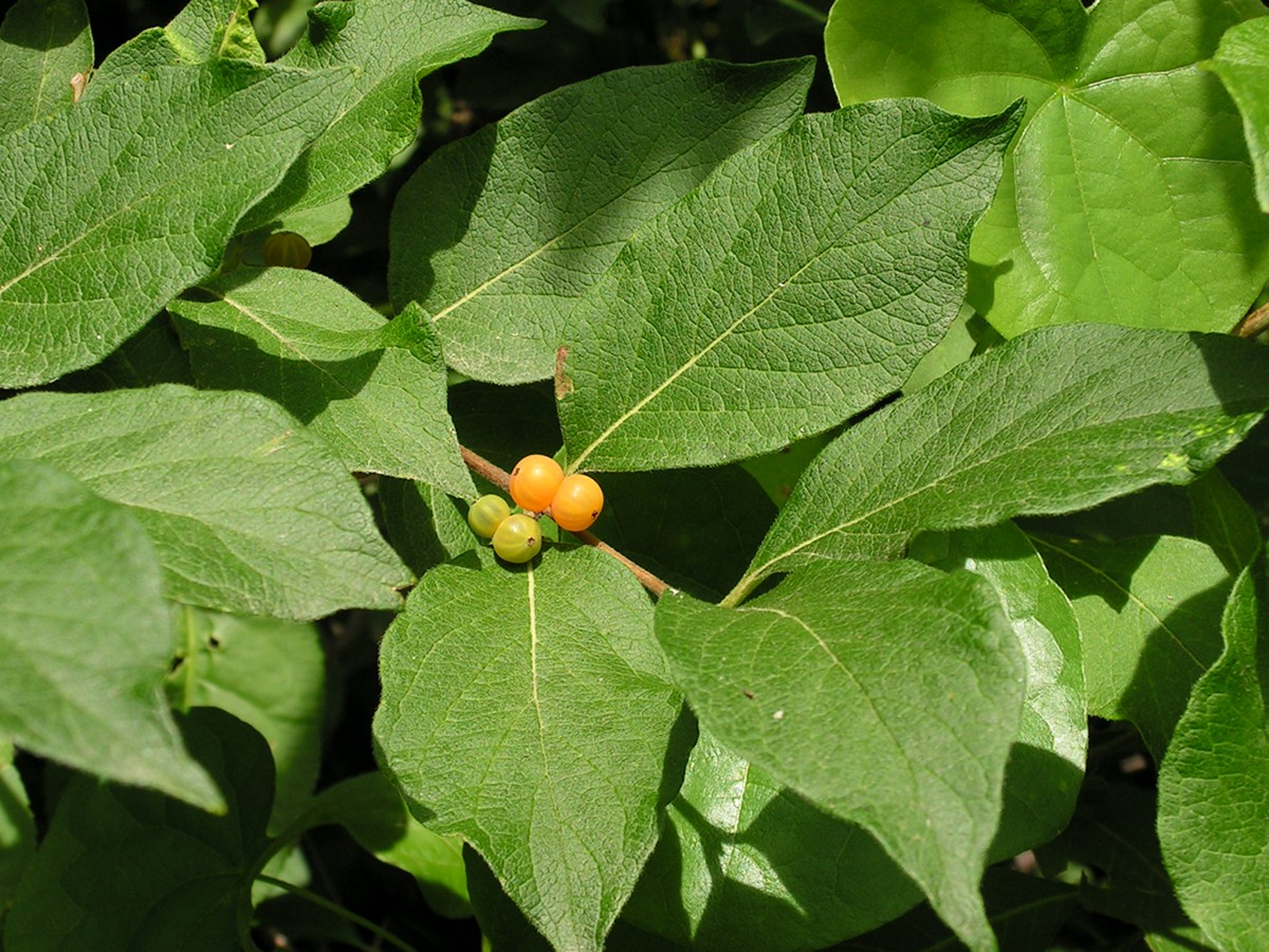 Изображение особи Lonicera ruprechtiana.