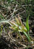 Gagea transversalis. Отцветающее растение. Крым, Байдарская яйла, южный склон. 26 апреля 2012 г.