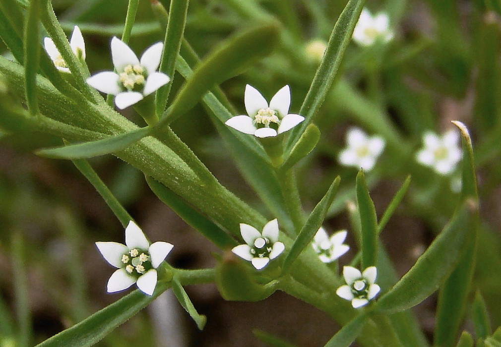 Image of Thesium ramosum specimen.