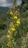 Linaria genistifolia. Часть соцветия. Крым, южный берег, гора Кастель. 31 мая 2012 г.