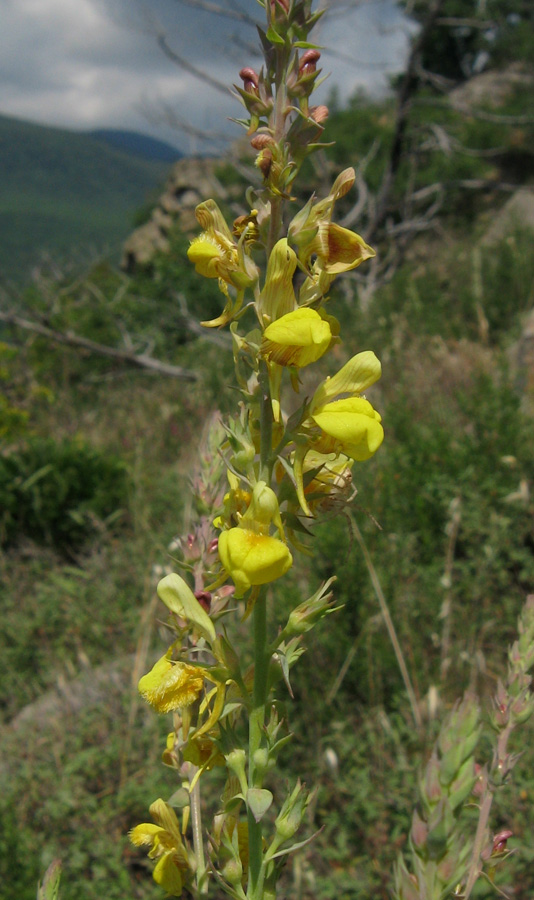 Image of Linaria genistifolia specimen.