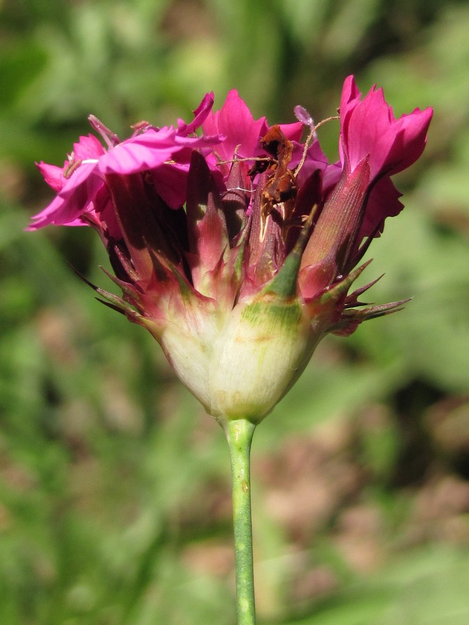 Image of Dianthus capitatus specimen.