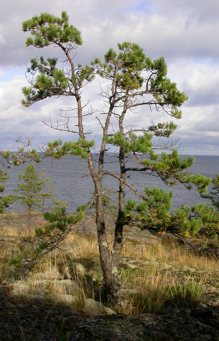 Изображение особи Pinus sylvestris.