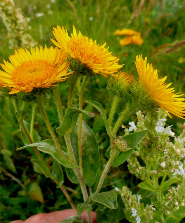 Изображение особи род Inula.