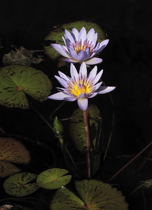 Image of Nymphaea nouchali var. caerulea specimen.