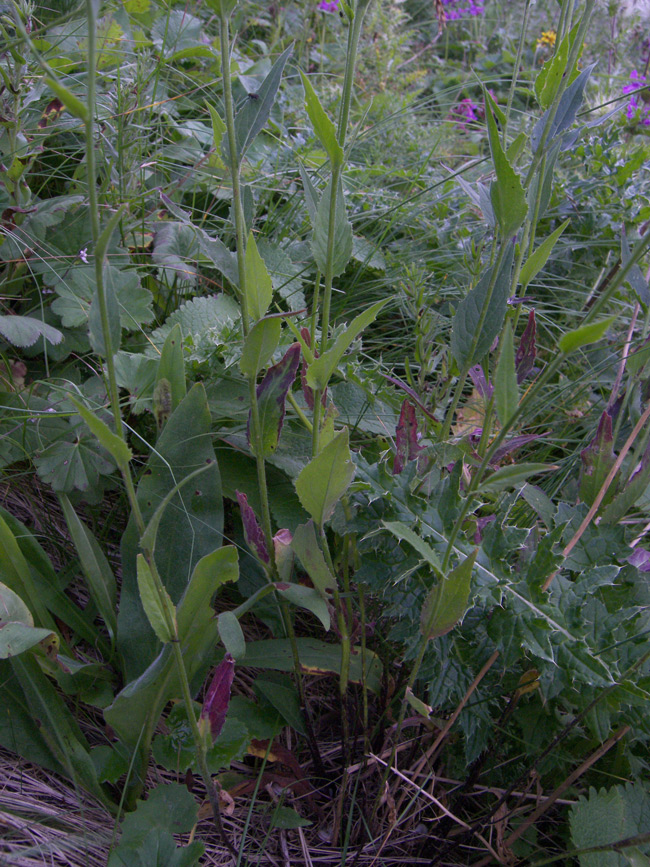 Image of Hesperis voronovii specimen.