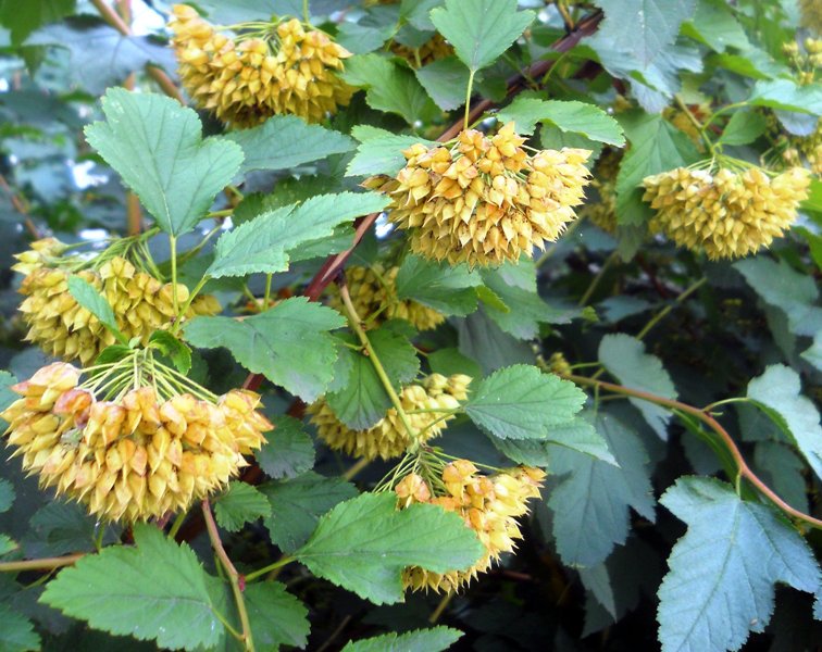 Image of Physocarpus opulifolius specimen.