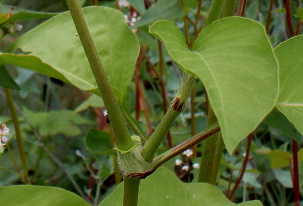 Image of Persicaria orientalis specimen.