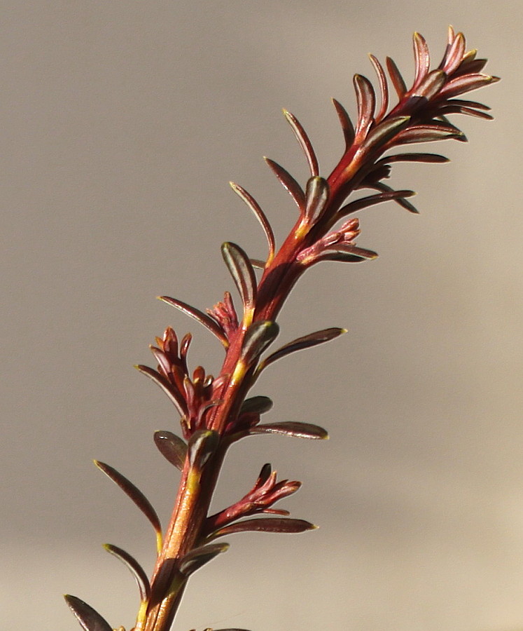 Image of Podocarpus nivalis specimen.