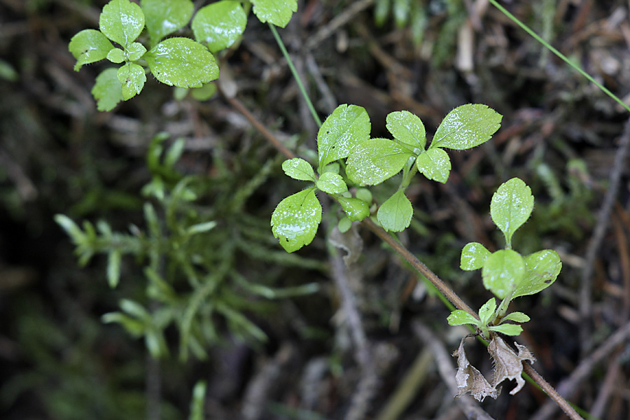 Image of Linnaea borealis specimen.