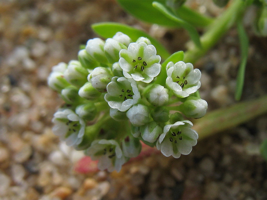 Image of Corrigiola litoralis specimen.