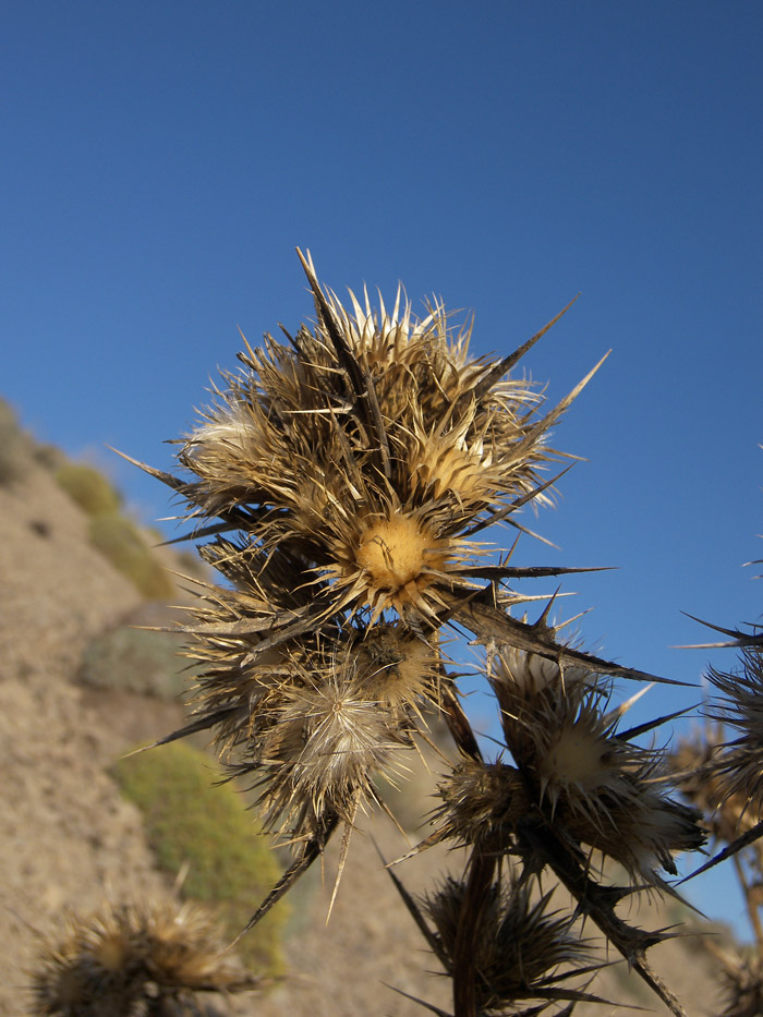 Image of Cirsium sorocephalum specimen.