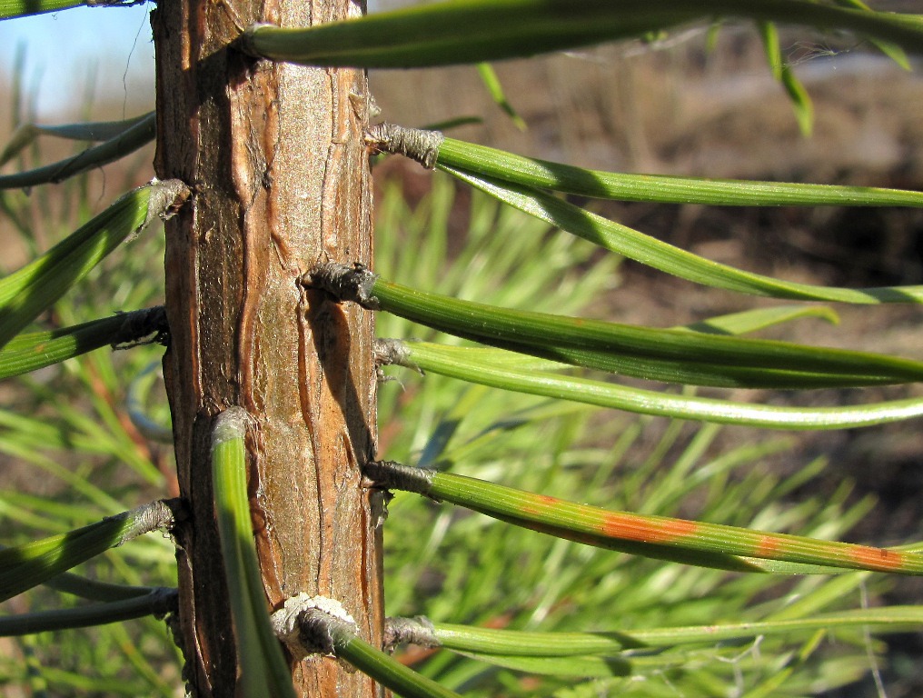 Image of Pinus sylvestris specimen.