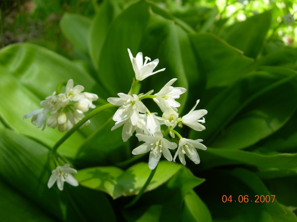 Image of Clintonia udensis specimen.