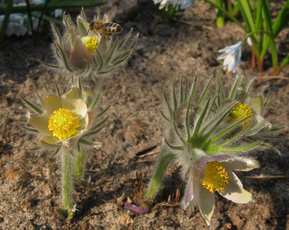 Изображение особи Pulsatilla patens.