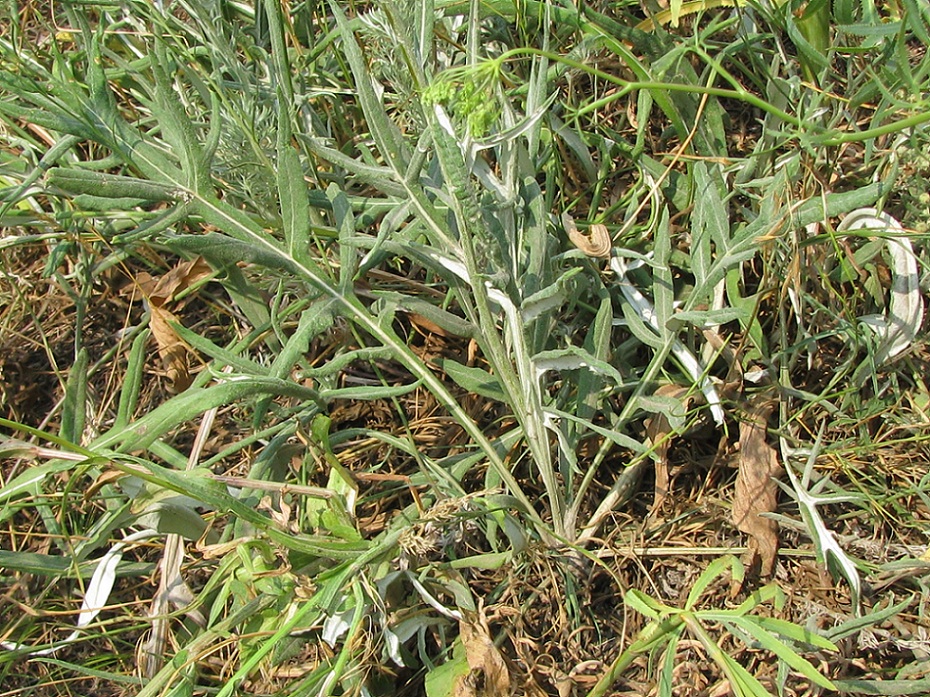 Image of Jurinea pseudocyanoides specimen.