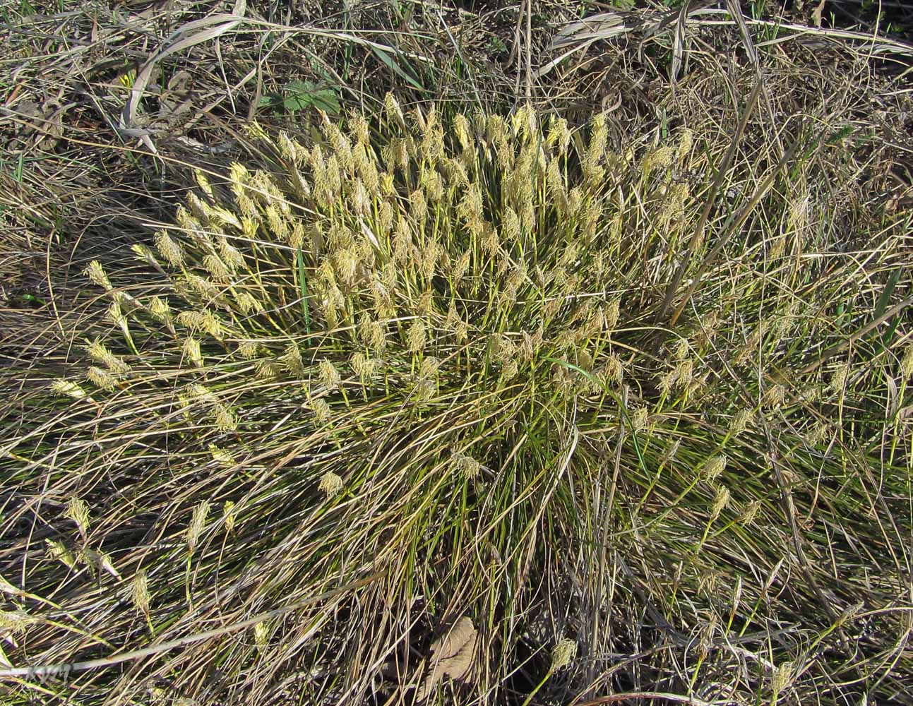 Image of genus Carex specimen.