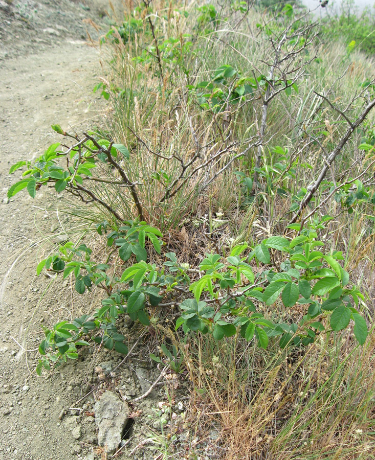 Изображение особи Rosa marginata.