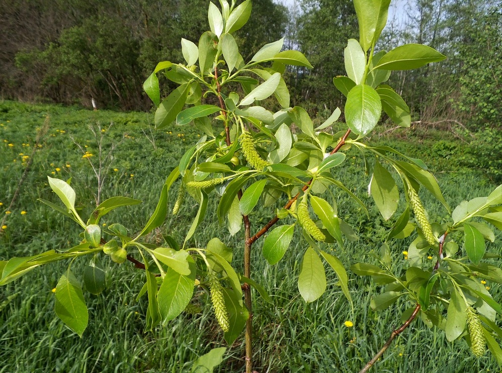 Изображение особи Salix pentandra.