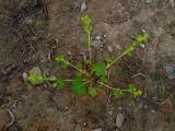 Alchemilla subcrenata