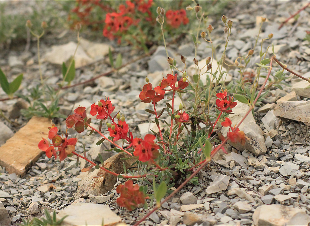 Изображение особи Euphorbia petrophila.