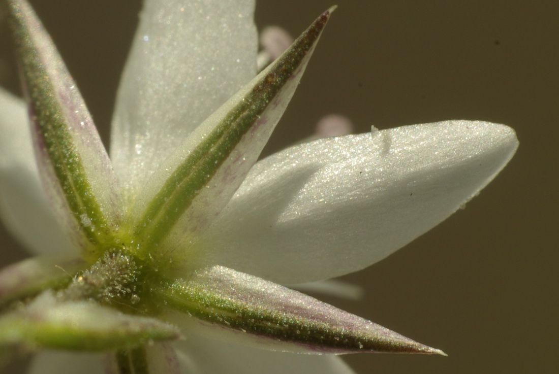 Image of Minuartia adenotricha specimen.