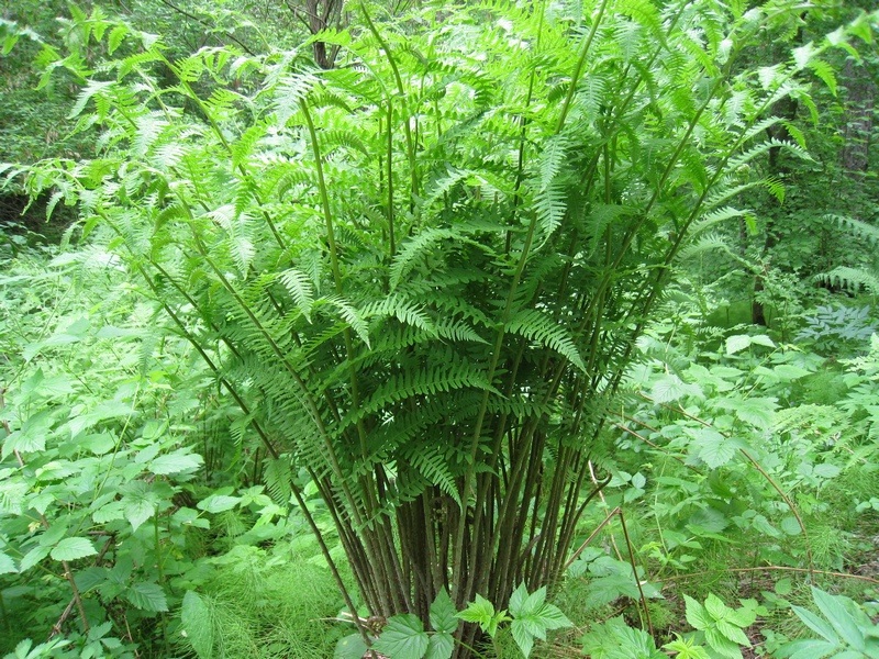 Image of Athyrium filix-femina specimen.