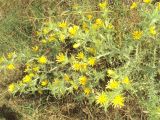 Scolymus hispanicus