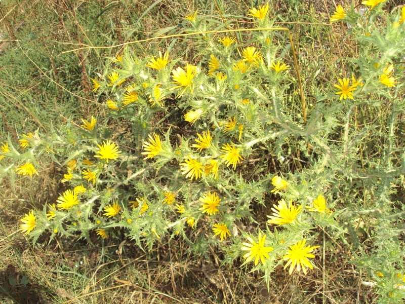 Изображение особи Scolymus hispanicus.