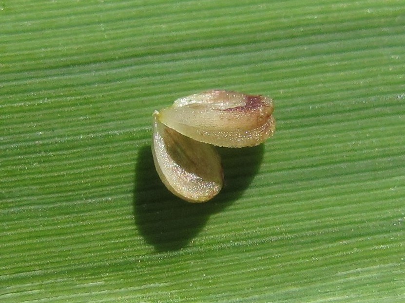 Image of Alisma lanceolatum specimen.