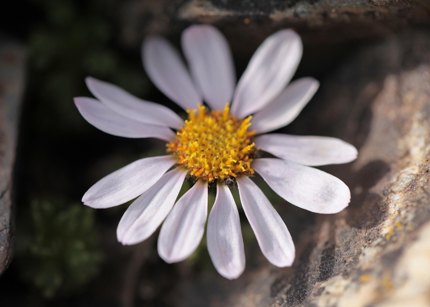 Image of genus Waldheimia specimen.