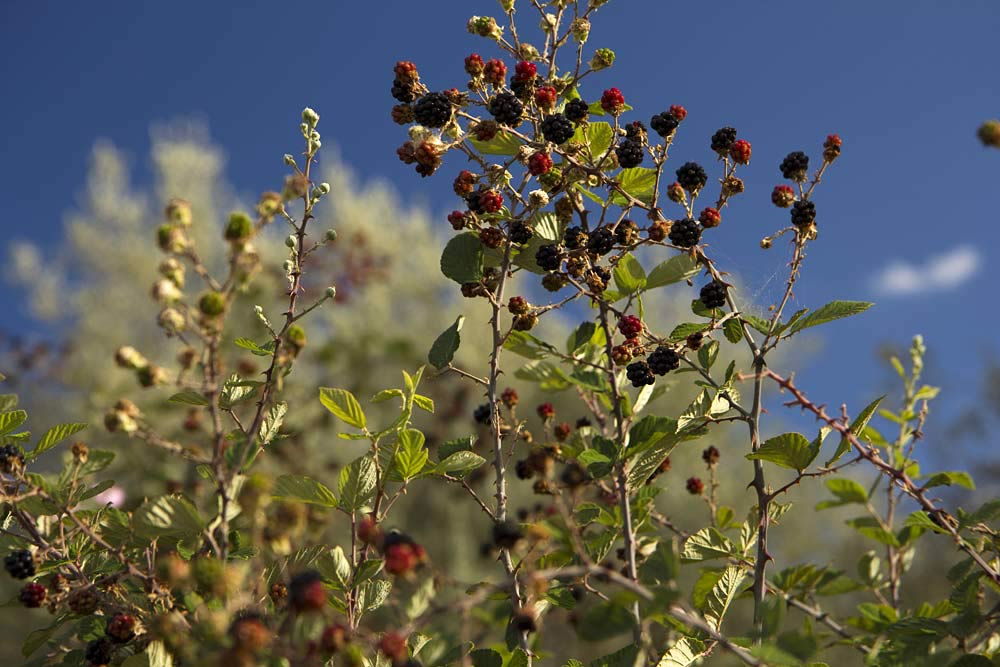 Image of Rubus sanctus specimen.