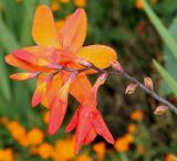 Crocosmia &times; crocosmiiflora