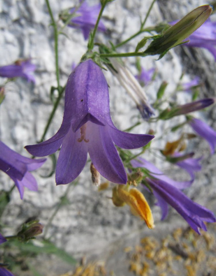 Изображение особи Campanula sibirica.