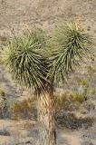 Yucca brevifolia. Вегетирующее растение. США, Калифорния, Joshua Tree National Park. 19.02.2014.
