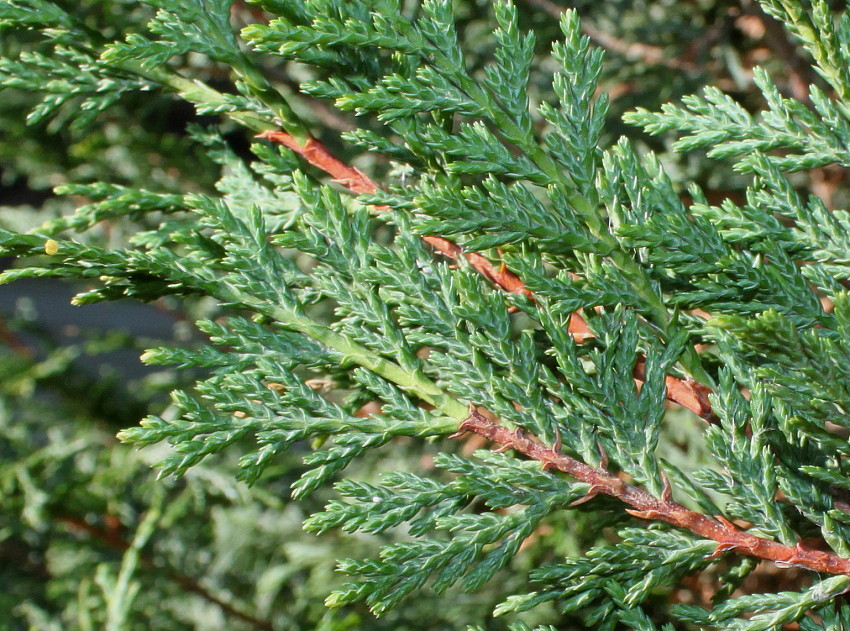 Image of Cupressus &times; leylandii specimen.