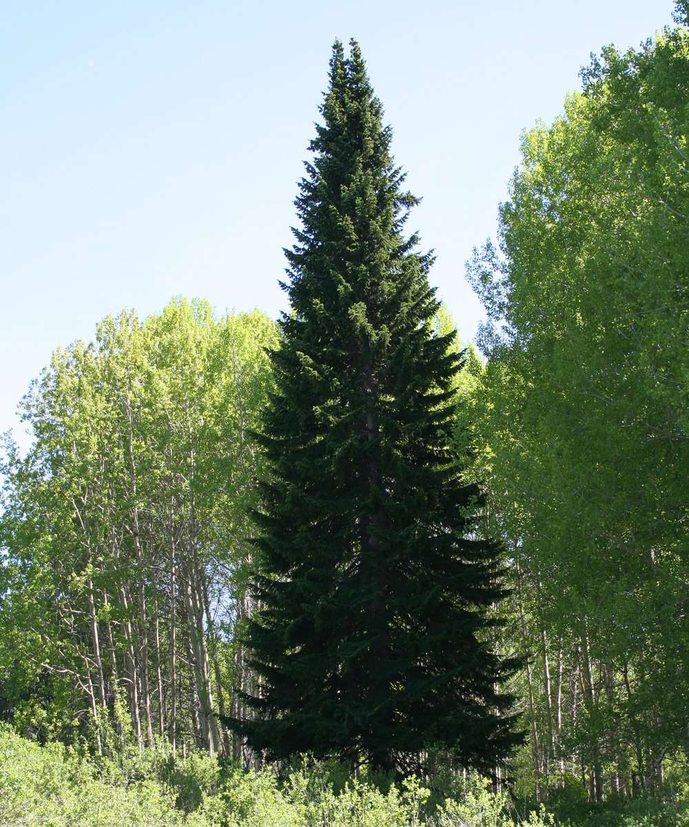 Image of Abies sibirica specimen.