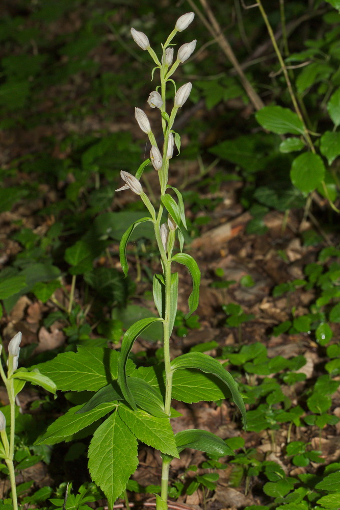 Image of Cephalanthera damasonium specimen.