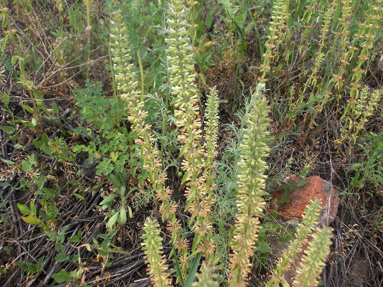 Image of Dracocephalum thymiflorum specimen.