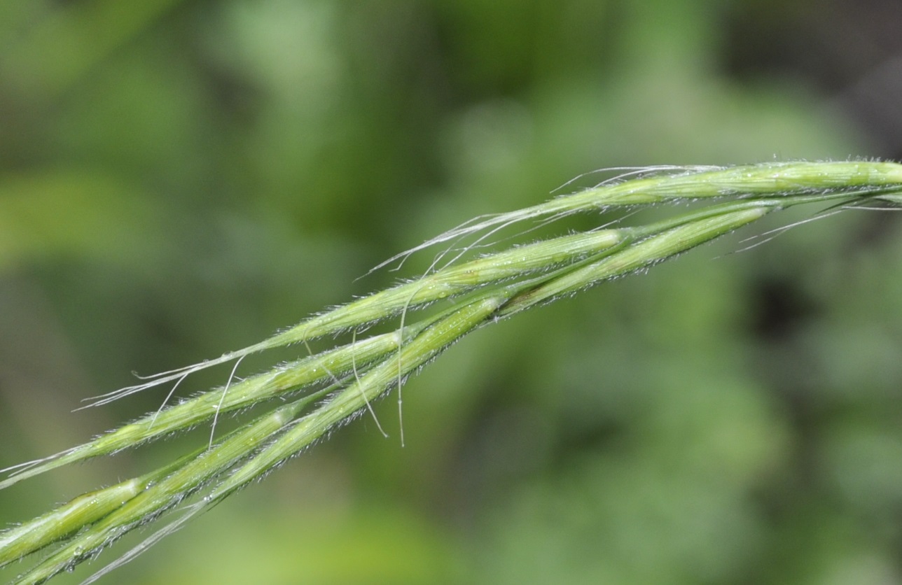 Image of Brachypodium sylvaticum specimen.