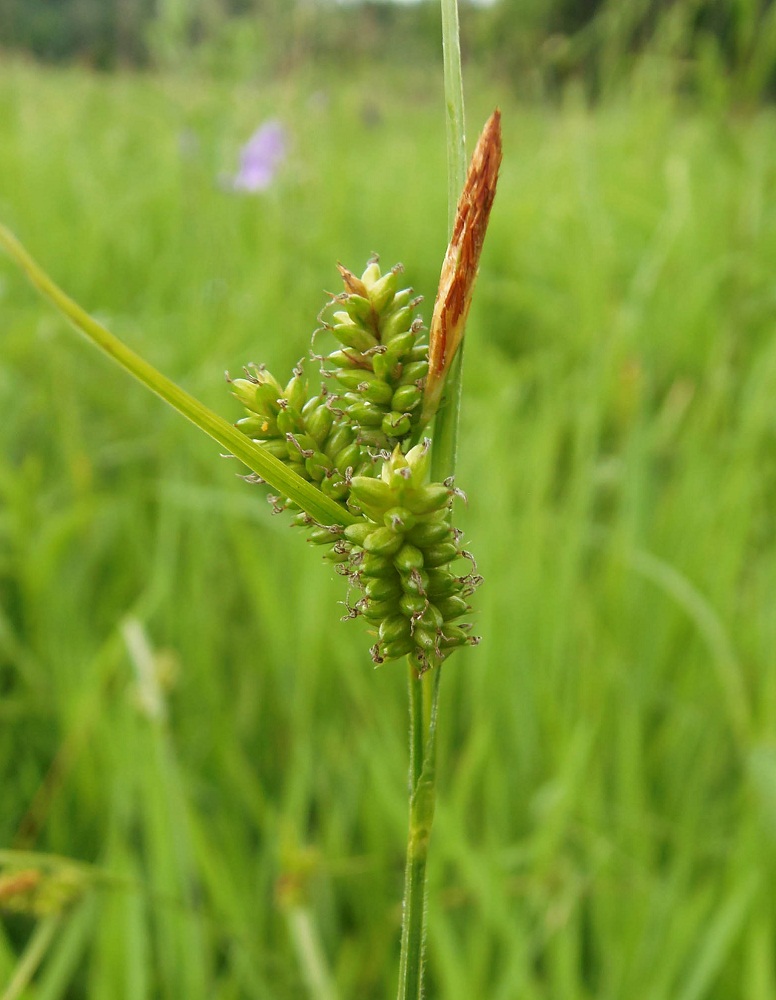 Image of Carex pallescens specimen.