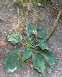 Plantago major