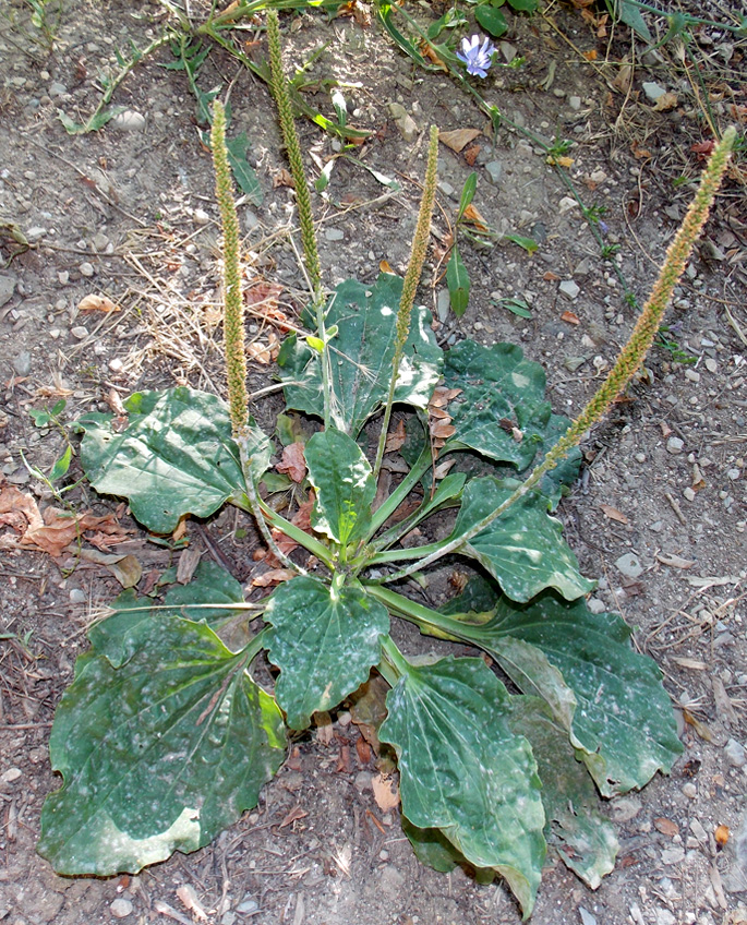 Image of Plantago major specimen.