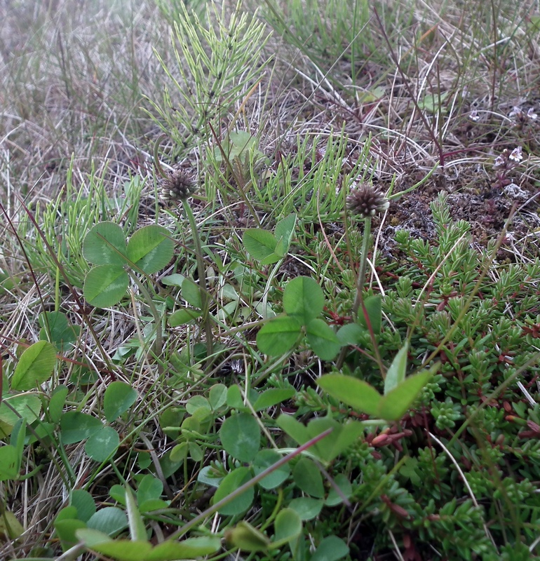 Image of Trifolium repens specimen.