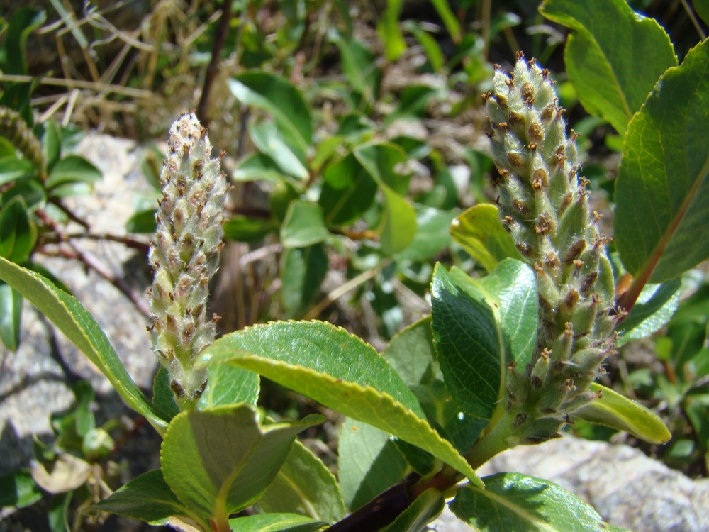 Изображение особи Salix alatavica.